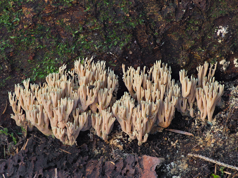 Ramaria apiculata